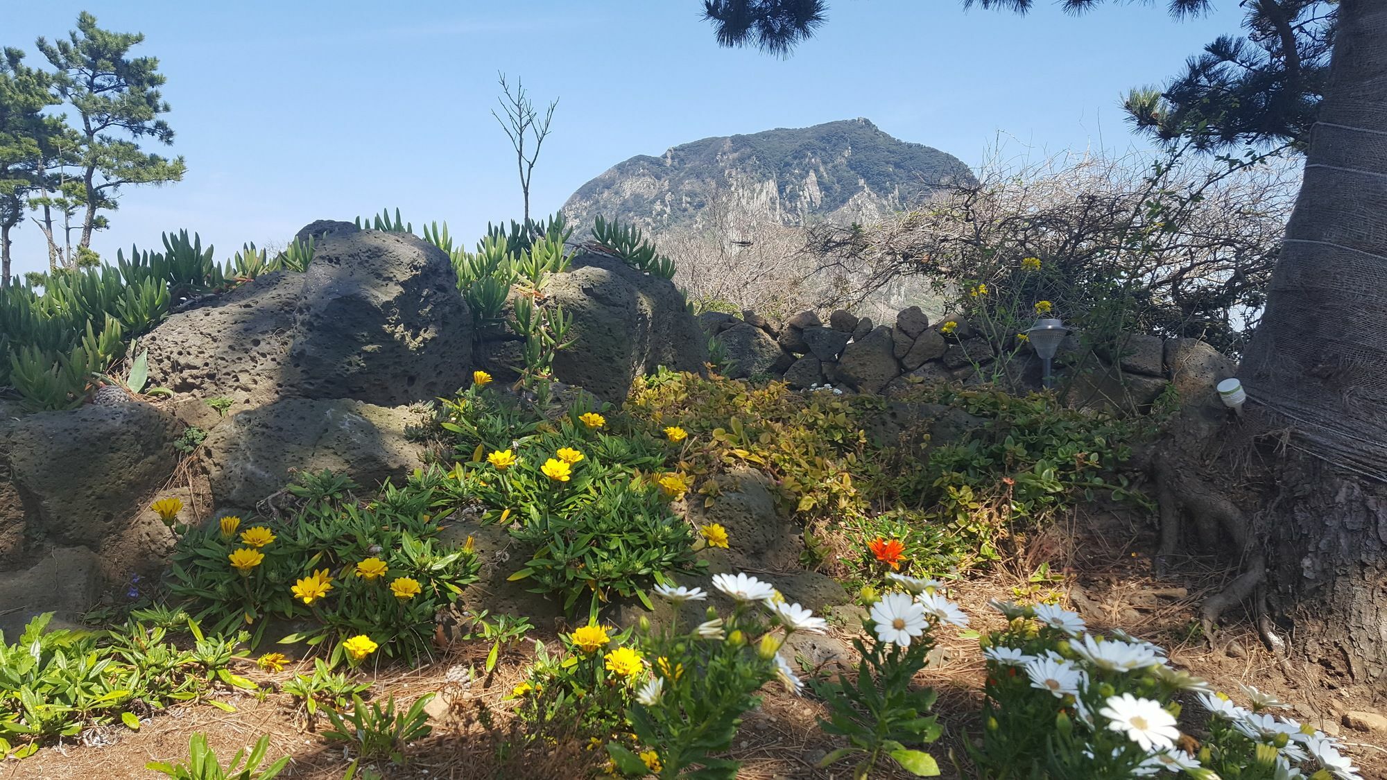 Wind Jeju Cafe & Pension Seogwipo Eksteriør bilde