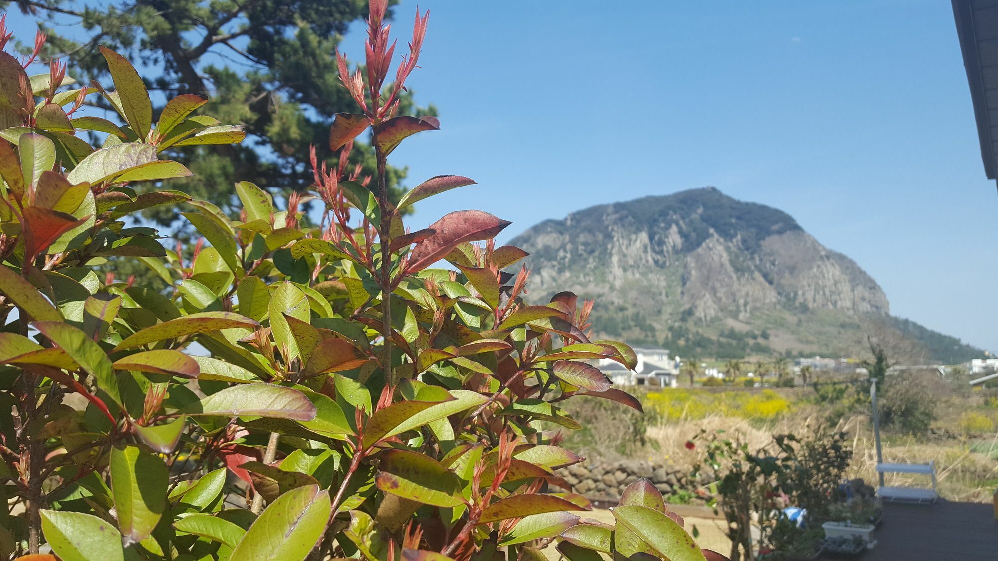 Wind Jeju Cafe & Pension Seogwipo Eksteriør bilde