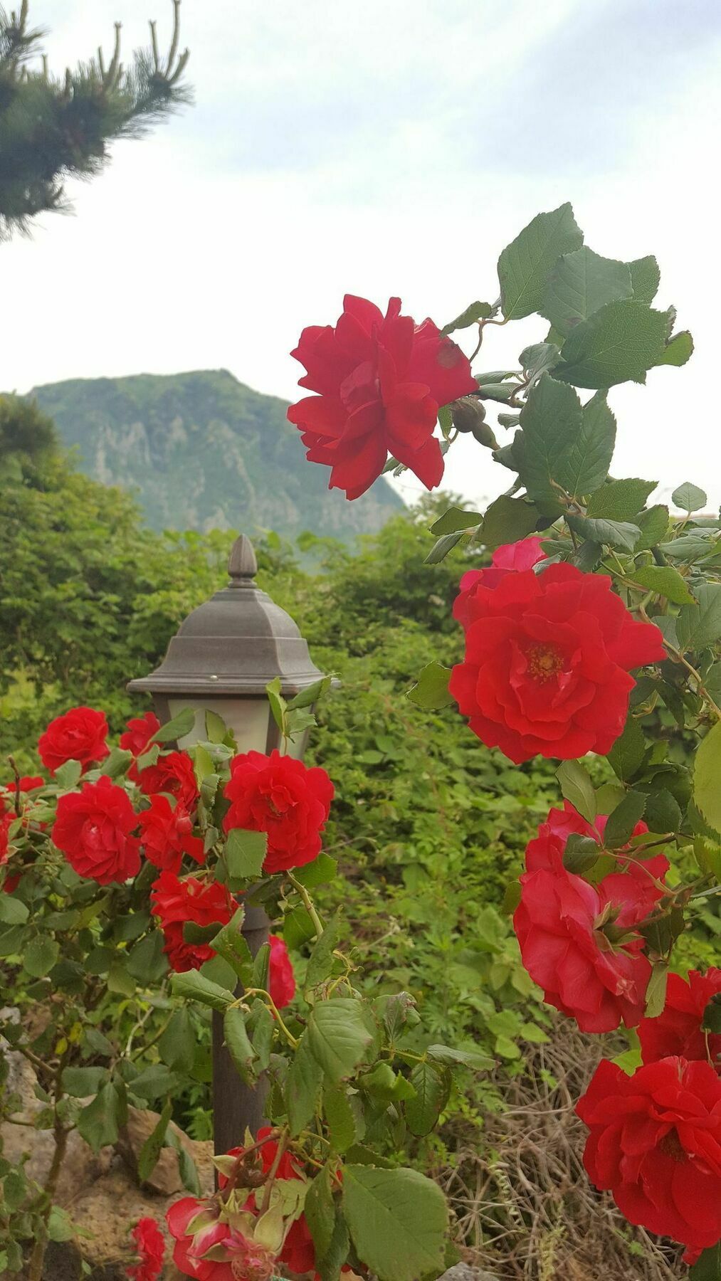 Wind Jeju Cafe & Pension Seogwipo Eksteriør bilde
